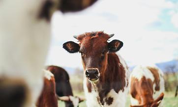 Bovini da carne: serve alzare i prezzi al macello