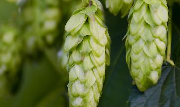 Il 5 dicembre convegno sul luppolo da birra