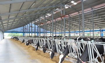 Latte, trovato l'accordo sul prezzo. Ma permangono alcune criticit&agrave;