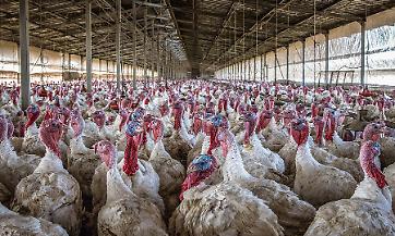 Piano di vaccinazione per l'influenza aviaria: la nota del Ministero della Salute