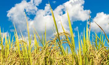 Il riso mantovano sotto minaccia