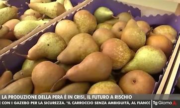 Tg Telemantova - Pericoltura mantovana in crisi