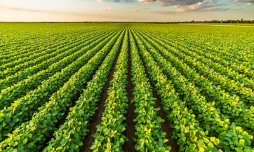 Ecco i fondi ministeriali per i seminativi e la zootecnia