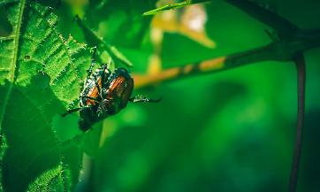 Bando SRD06: investimenti per la prevenzione del rischio fitosanitario e l&rsquo;adattamento ai cambiamenti climatici