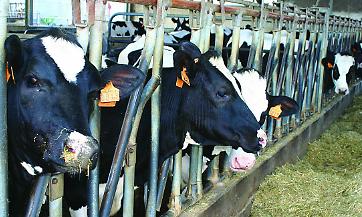 Latte: quotazioni alla stalla in picchiata, ma i prezzi al consumo non calano