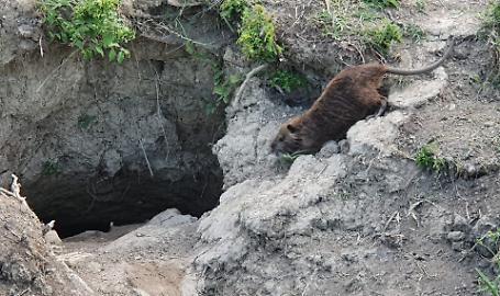 Nutrie: i numeri del contenimento crescono. Nel 2025 oltre 80.000 catture