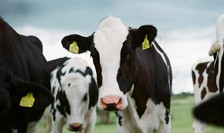Confagricoltura Mantova pronta al ricorso contro il regolamento di Gonzaga