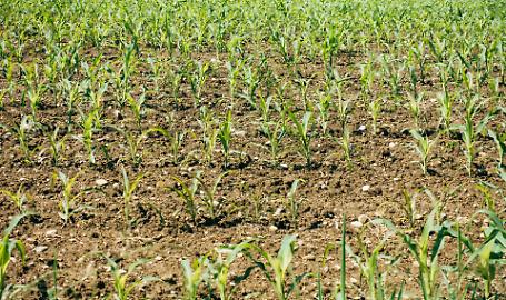 Sospesi i dazi sui fertilizzanti