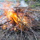 Disposizioni inerenti alla combustione in loco di residui vegetali, agricoli e forestali