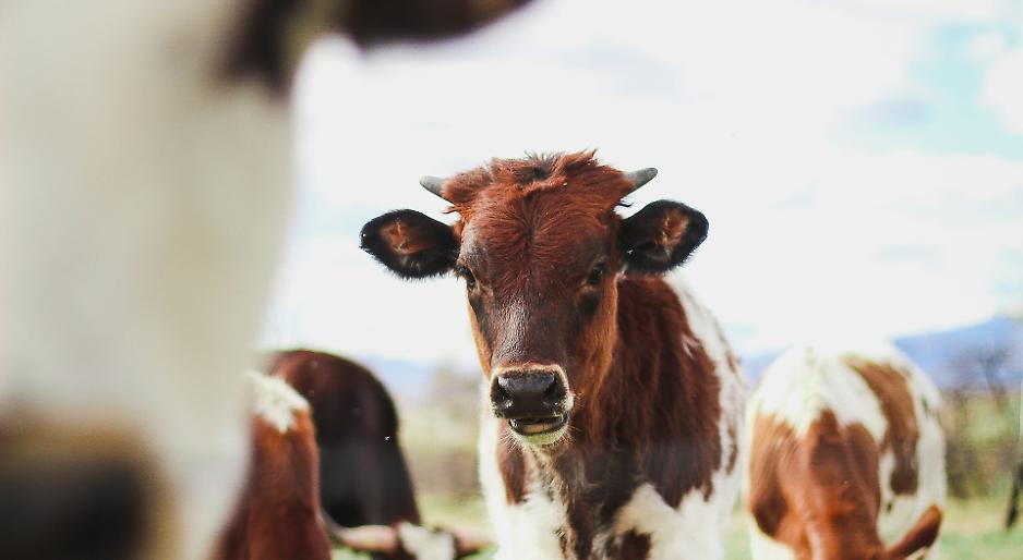 Bovini da carne: serve alzare i prezzi al macello