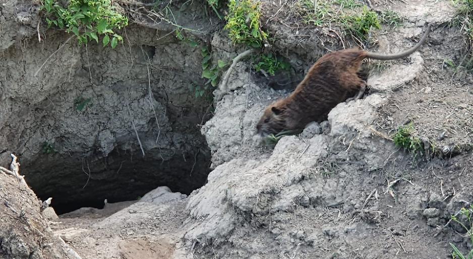 Nutrie: i numeri del contenimento crescono. Nel 2025 oltre 80.000 catture